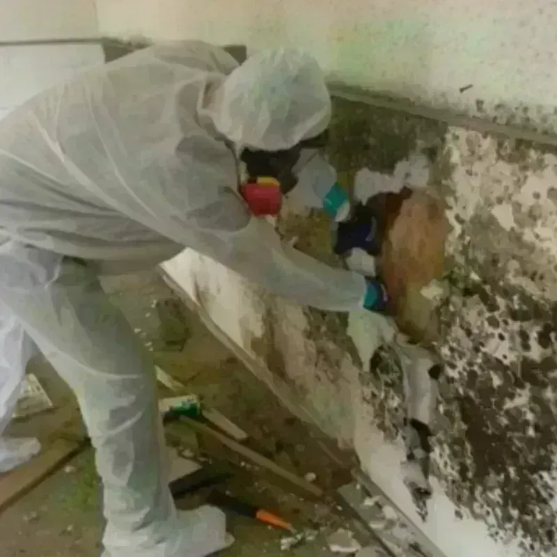 Mold Remediation and Removal in Huntsville, MO